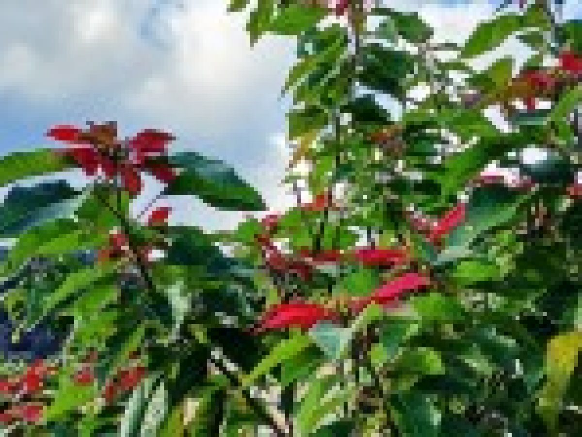 Ένα φυσικό χριστουγεννιάτικο στολίδι στη Νικιάνα