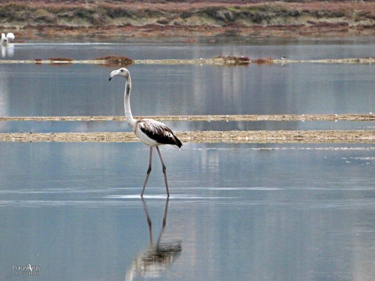 Ένας  σπάνιος επισκέπτης έφτασε στις Αλυκές της Μήλου ! (Photos)