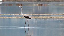 enas-spanios-episkeptis-eftase