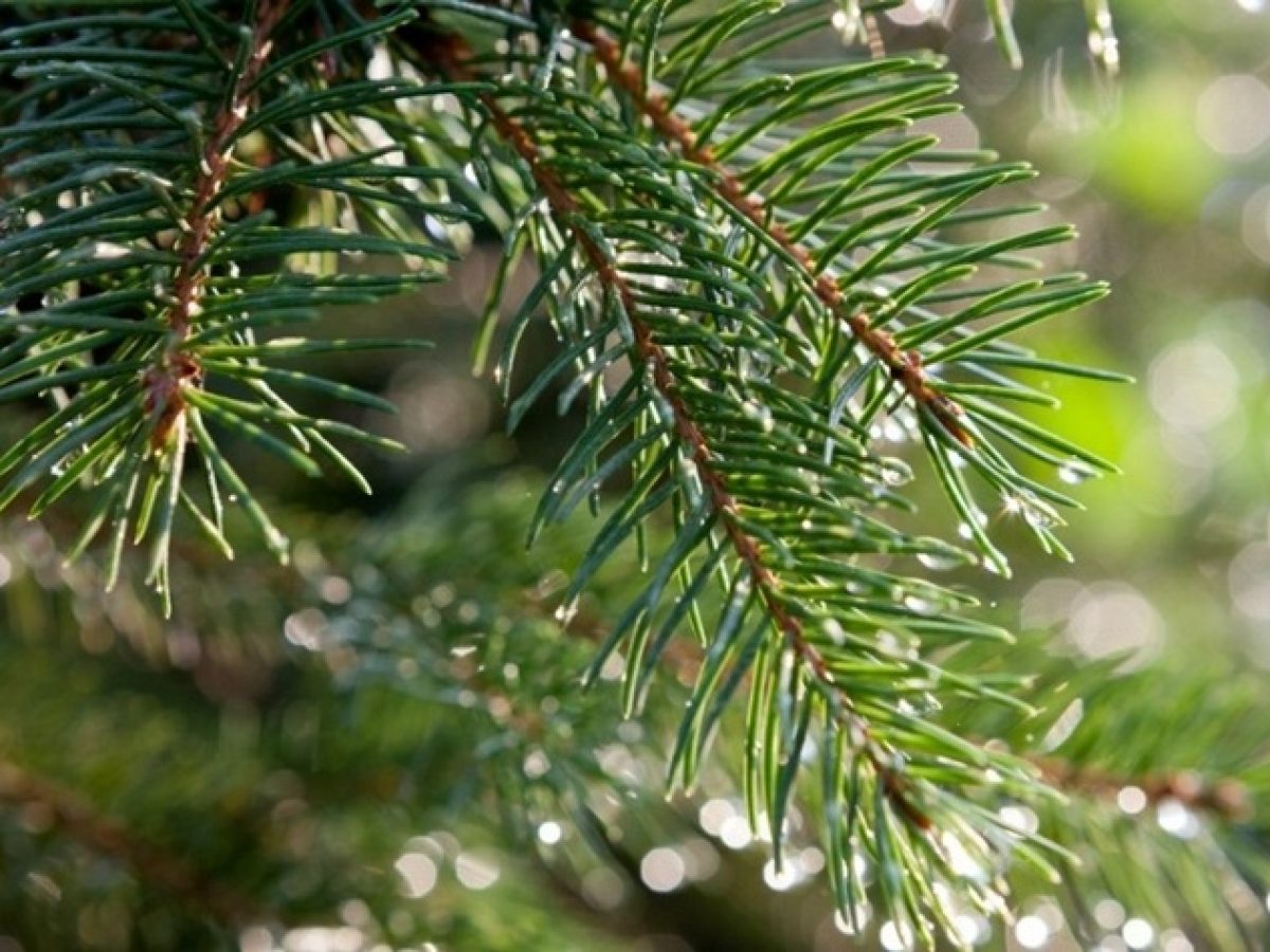 Ενημέρωση της Υπηρεσίας Καθαριότητας για την αποκομιδή των φυσικών Χριστουγεννιάτικων Δέντρων