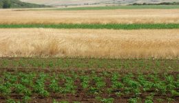 epistoli-sindesmou-viokalliergiton-thessalias-&ndash;