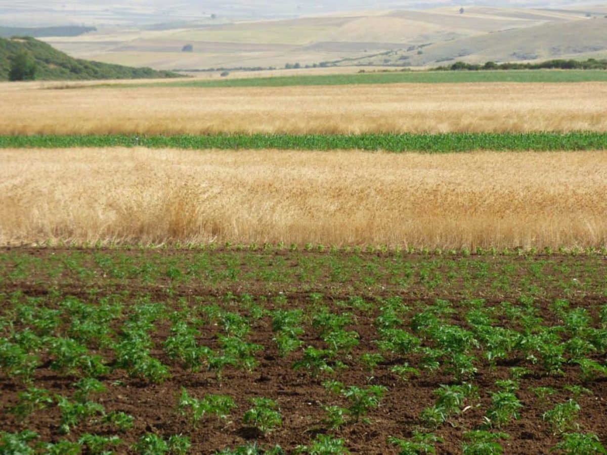 Επιστολή Συνδέσμου Βιοκαλλιεργητών Θεσσαλίας – Τι αναφέρει