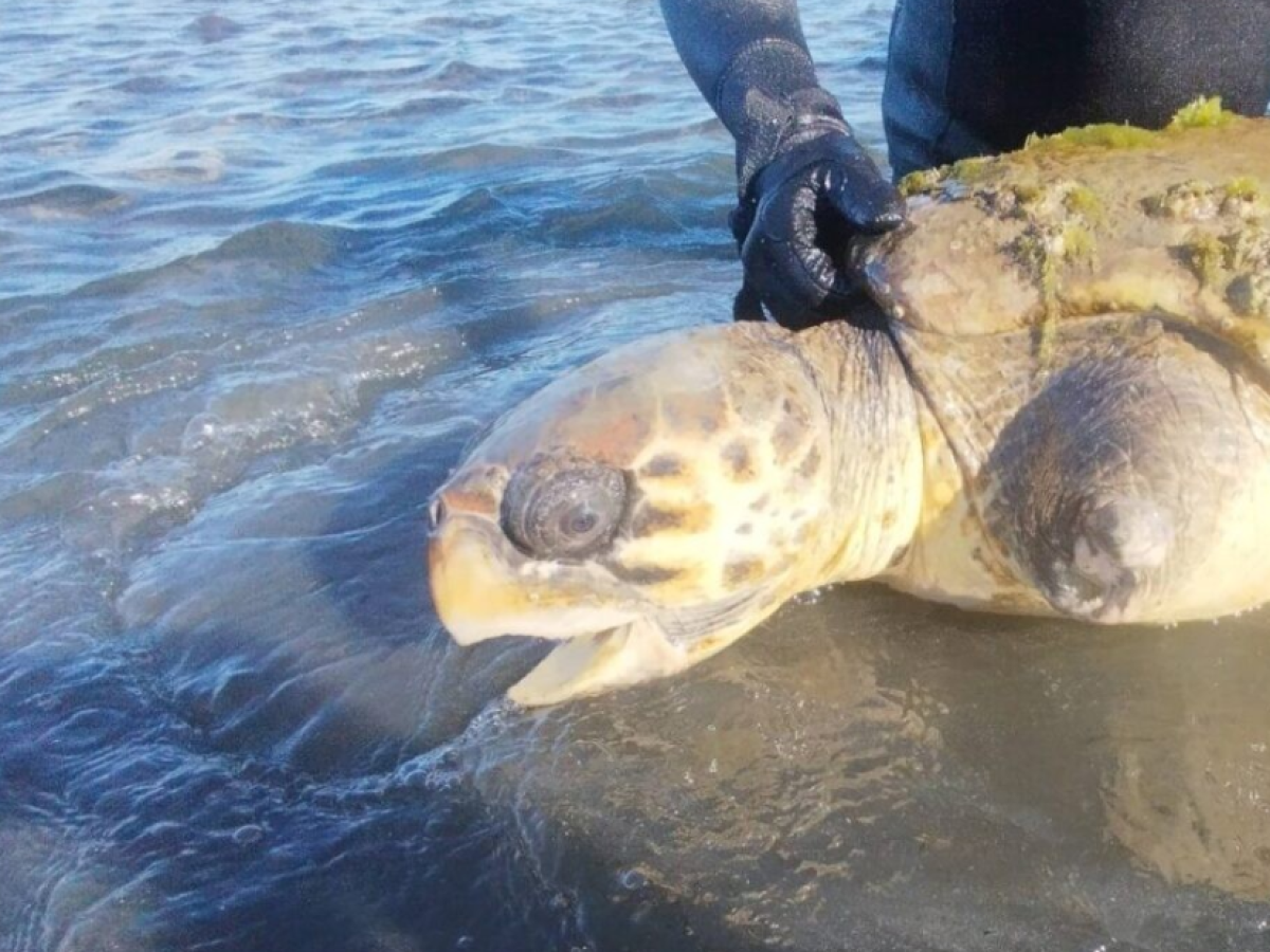 Εθελοντές διέσωσαν χελώνα caretta caretta στη λιμνοθάλασσα Μεσολογγίου-Αιτωλικού