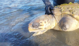 ethelontes-diesosan-chelona-caretta-caretta
