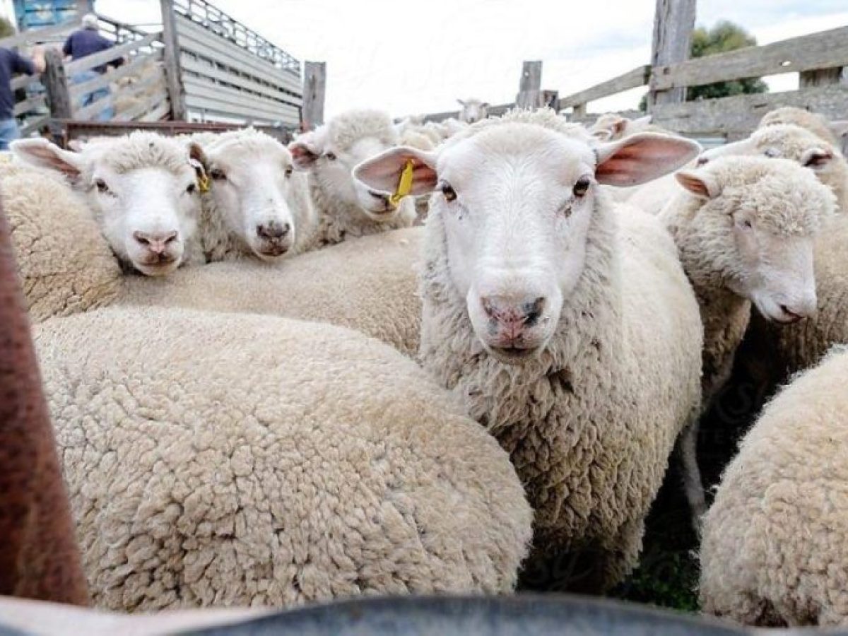 Ευλογιά αιγοπροβάτων: θανατώθηκε κοπάδι στο Δοκίμι Αγρινίου