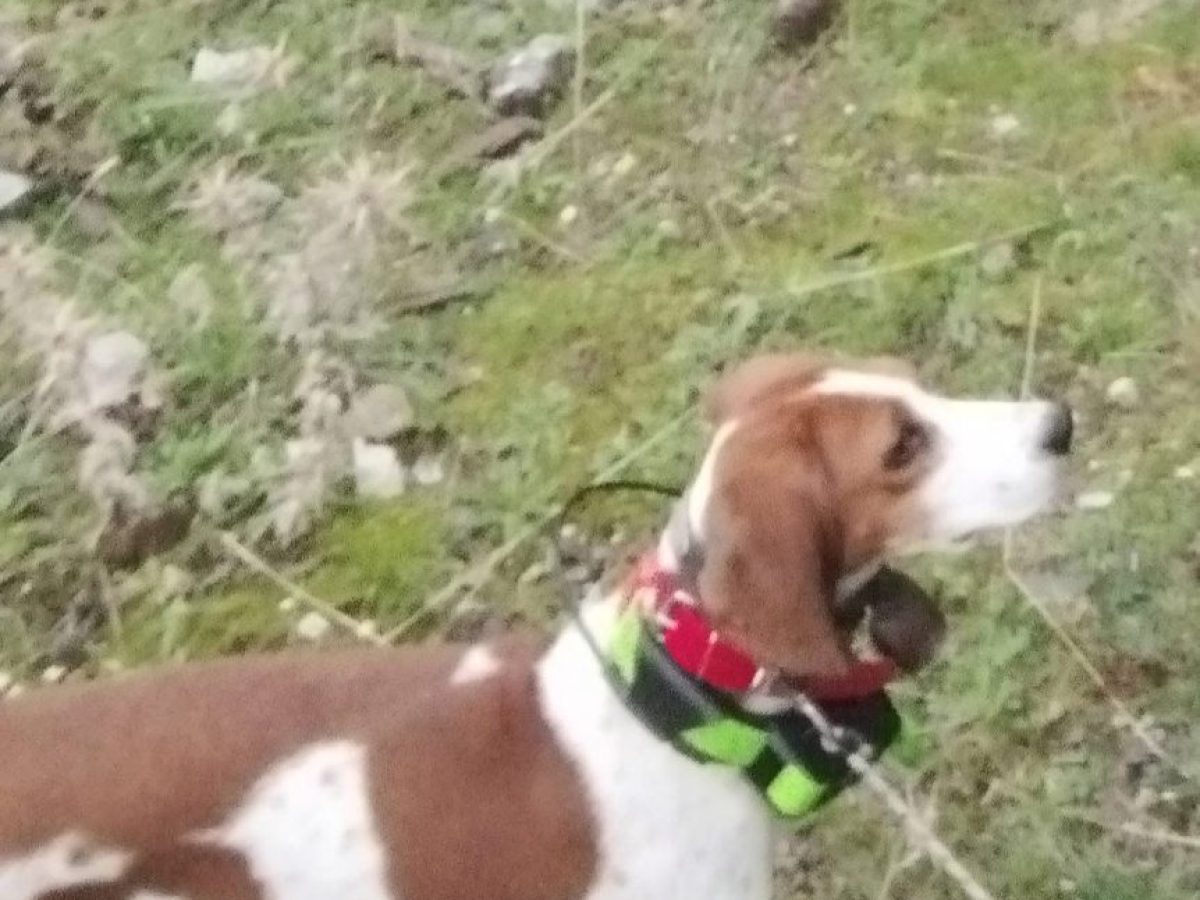 Εύβοια: SOS! Χάθηκαν δύο σκυλιά σε περιοχή της Κύμης