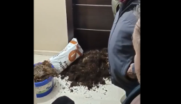 florina-Αgrotes-petaxan-achiro-ke