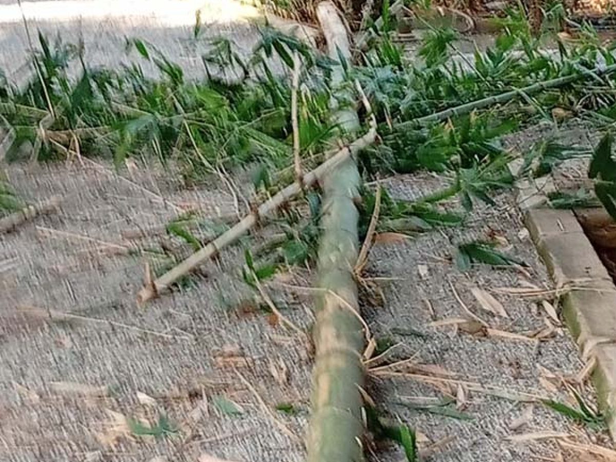 ΦΩΤΟ | Βανδάλισαν φυτά στο Δημοτικό Κήπο Ρεθύμνου