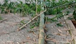 foto-vandalisan-fita-sto