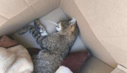 friki-stin-xanthi-nekres-14