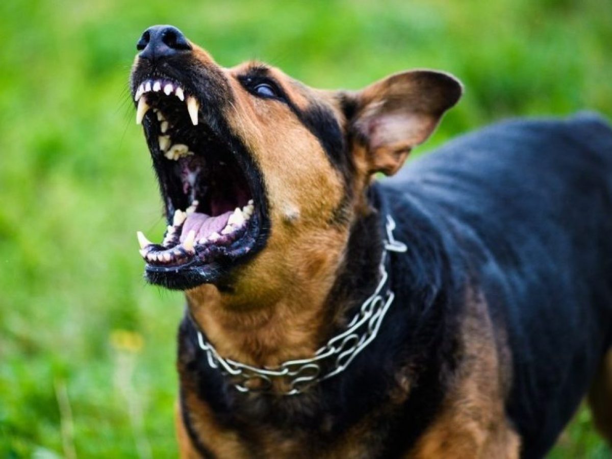 Φθιώτιδα: Σκύλος επιτέθηκε και δάγκωσε γυναίκα ανήμερα των Χριστουγέννων – Της έκοψε δύο δάχτυλα