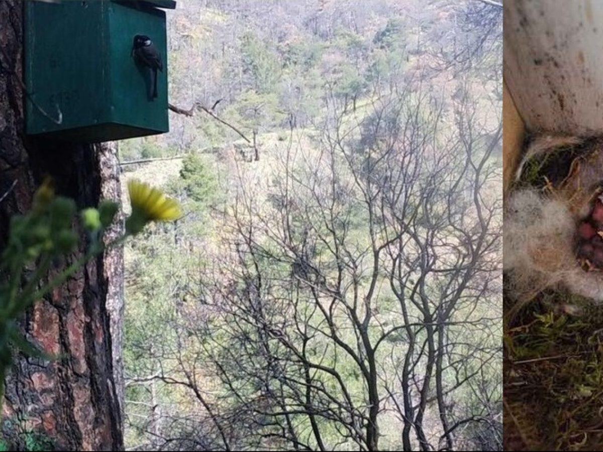 Η αναγέννηση του δάσους Δαδιάς, μέσα από τα φτερά των μικρόπουλων