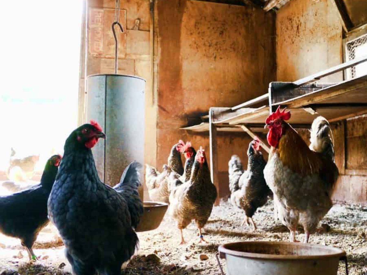 Η Διατροφή Εκτρεφόμενων Ζώων ως Παράγοντας Υγείας, Ανάπτυξης και Παραγωγικής Αποτελεσματικότητας