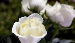 i-larisa-apochereta-simera&hellip;