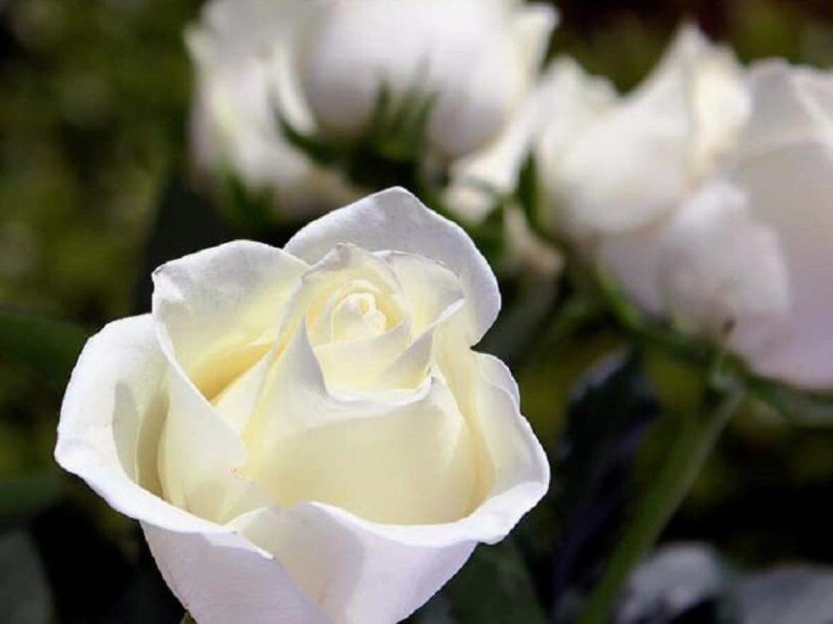 Η Λάρισα αποχαιρετά σήμερα…