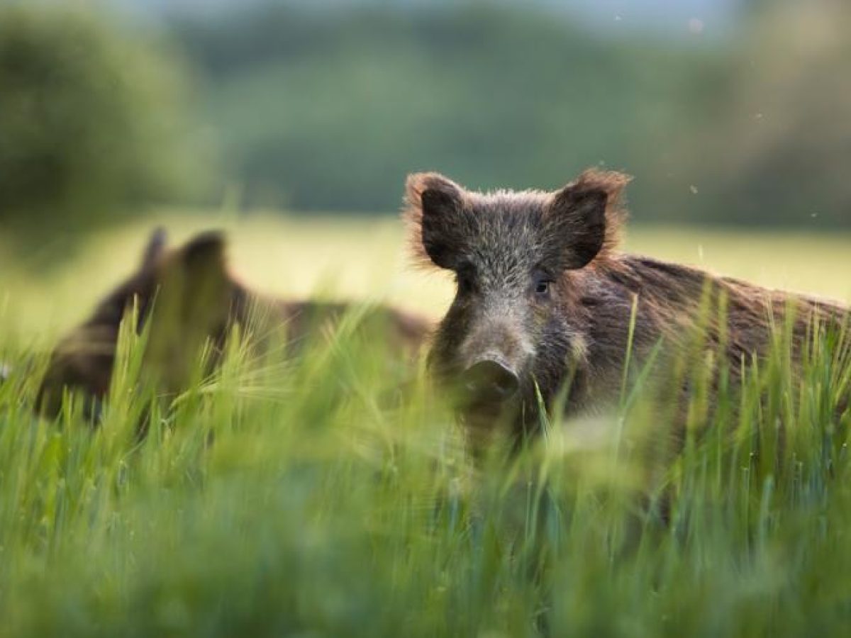 Η μη κυβερνητική οργάνωση “ Φιλόζωοι Θεσπρωτίας – Εμείς “, για το ψήφισμα του Δήμου Σουλίου για τα αγριογούρουνα.