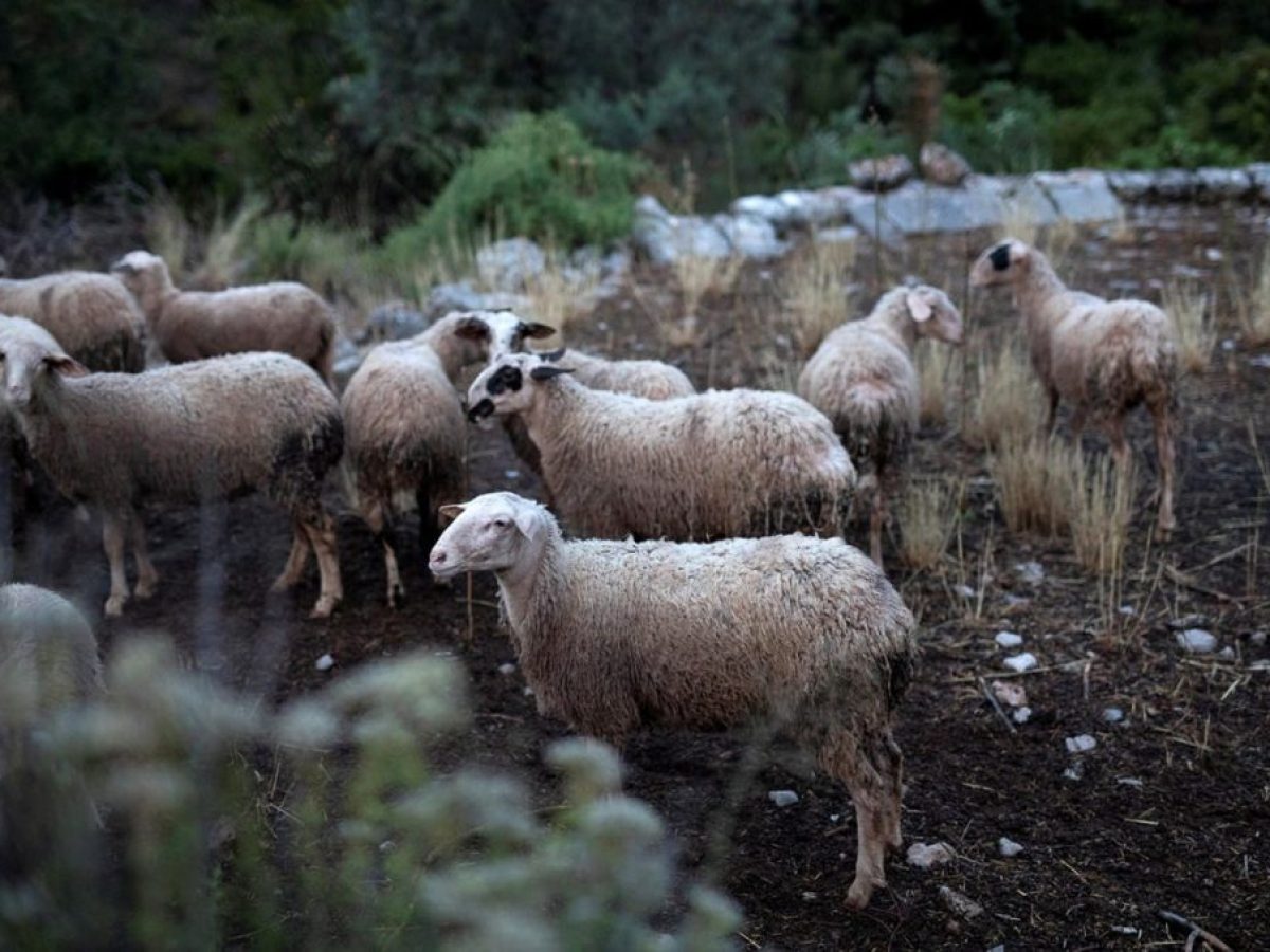 Η πορεία της ευλογιάς των αιγοπροβάτων στη χώρα – Δείτε τους χάρτες του Υπουργείου και τα κρούσματα στη Χαλκιδική