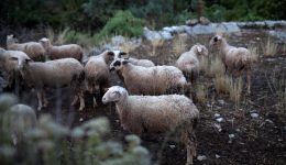 i-poria-tis-evlogias-ton