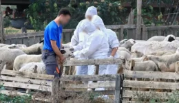 i-sfagi-ton-amnon-pano