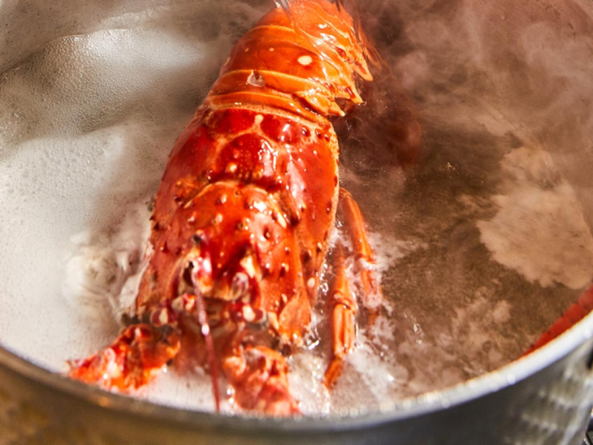 Ηνωμένο Βασίλειο: Τέλος στο βράσιμο ζωντανών αστακών