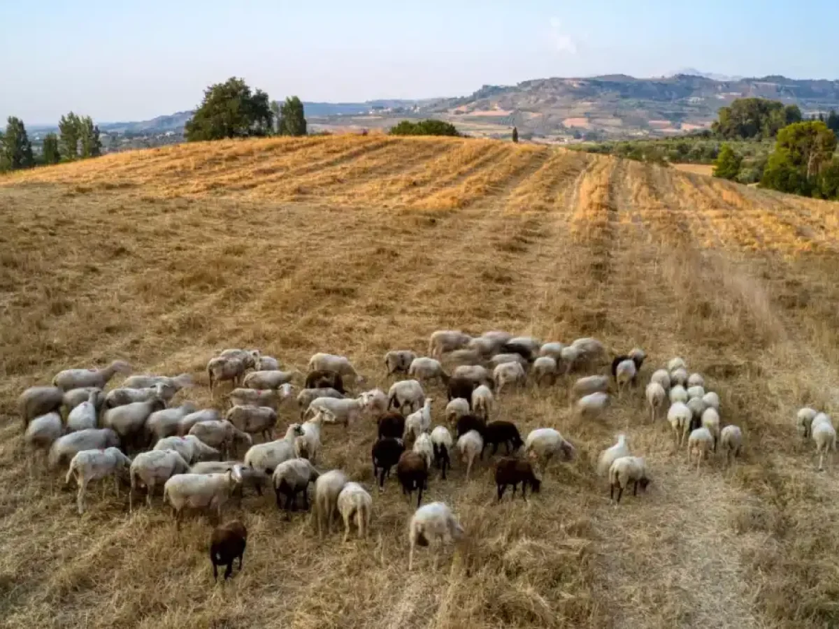 ΥΠΑΑΤ: Πιστώθηκαν 26,9 εκατ. ευρώ σε κτηνοτρόφους για απώλεια εισοδήματος εξαιτίας της ευλογιάς και της πανώλης