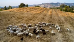 ipΑΑt-pistothikan-269-ekat.-evro