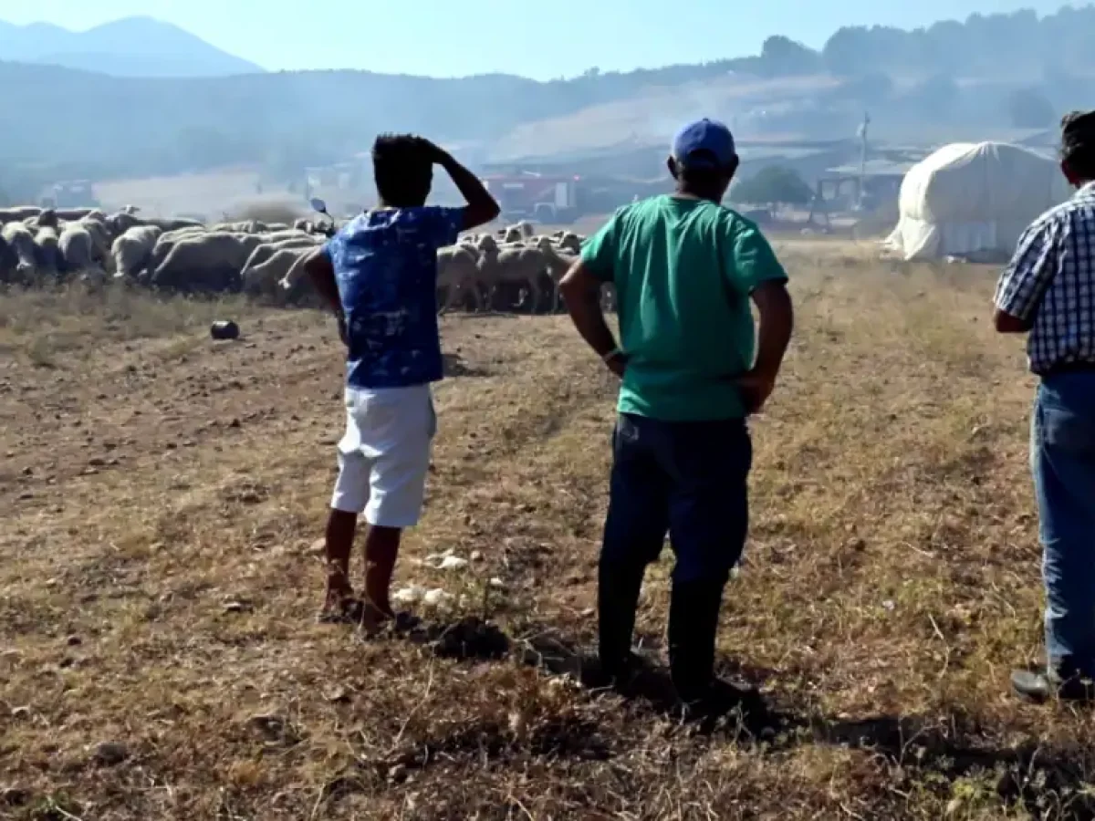 Καθυστερήσεις στις σφαγές κοπαδιών με ευλογιά στην ΑΜΘ λόγω λάθους πληρωμής – Παρέμβαση Τοψίδη έδωσε λύση