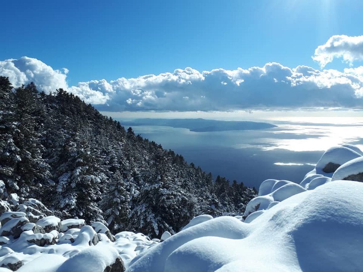 Κεφαλληνιακή ελάτη: Εντοπίσθηκε το 1824 στον Αίνο από τον κυβερνήτη Napier [εικόνες]