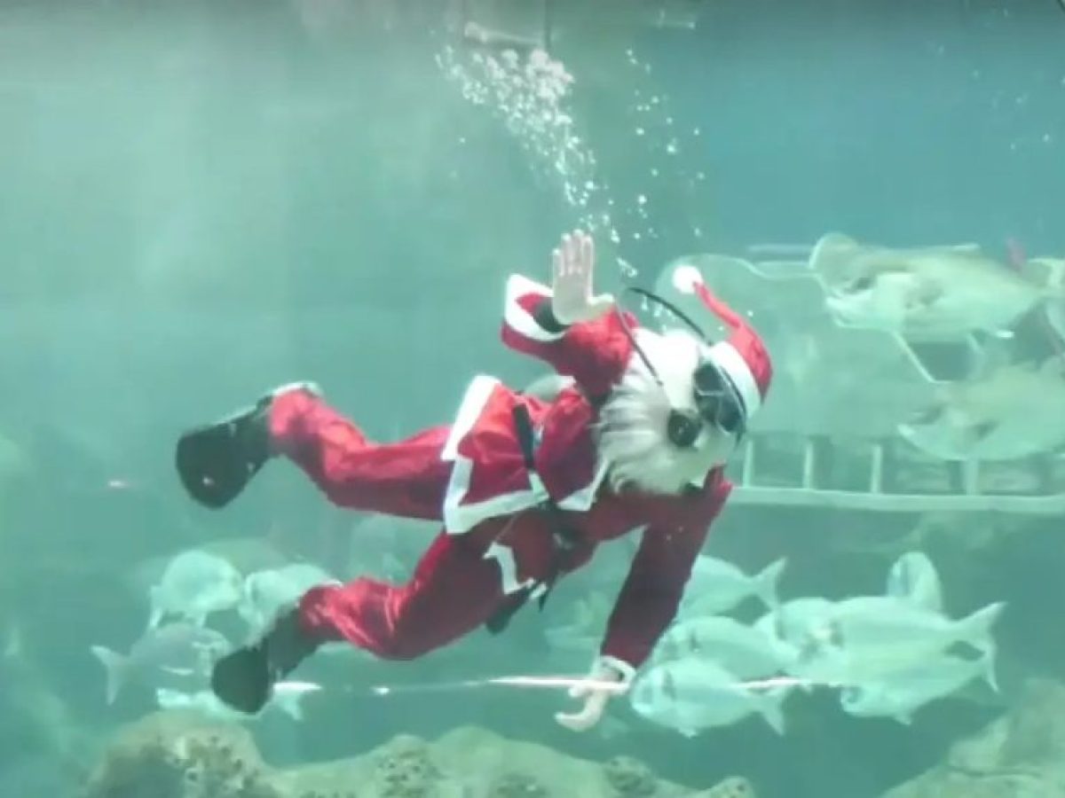 Κρήτη: Χριστούγεννα στον βυθό του Ενυδρείου – Εντυπωσιακή κατάδυση του Αγίου Βασίλη