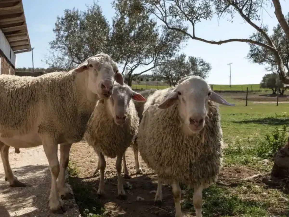 Λαϊκή Συσπείρωση: Ερώτηση προς Περιφερειάρχη ΑΜΘ για στήριξη κτηνοτρόφων απέναντι σε ζωονόσους
