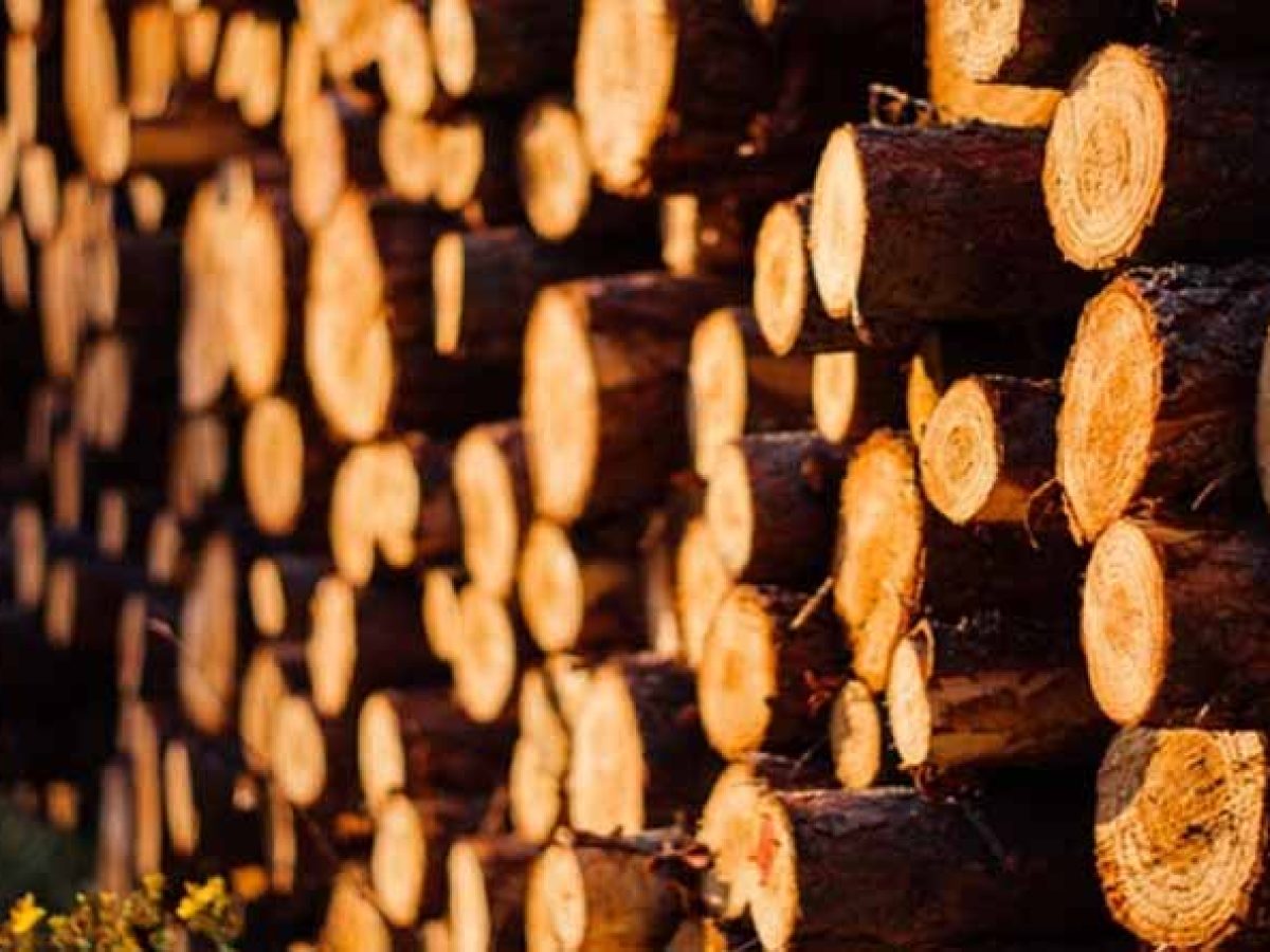 Λαύριο: “Εδώ τα ξύλα, εκεί τα ξύλα, πού είναι τα ξύλα;”