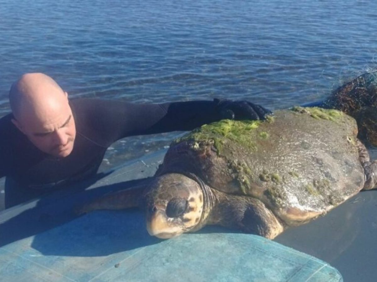 Λιμνοθάλασσα Ι.Π. Μεσολογγίου – Αιτωλικού: Ο Λάμπρος Χαρέλος για τη διάσωση της χελώνας Caretta Caretta