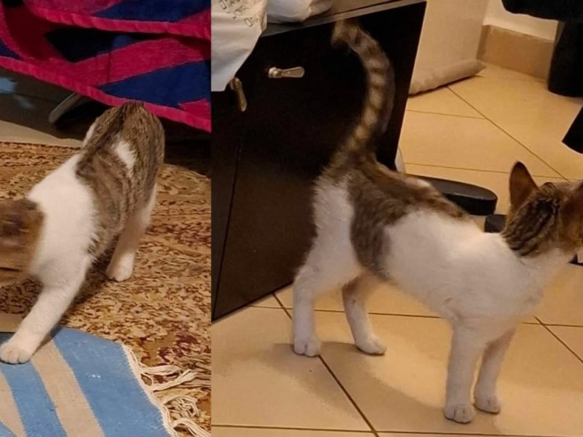 Μήπως έχασε κάποιος αυτό το γατάκι;