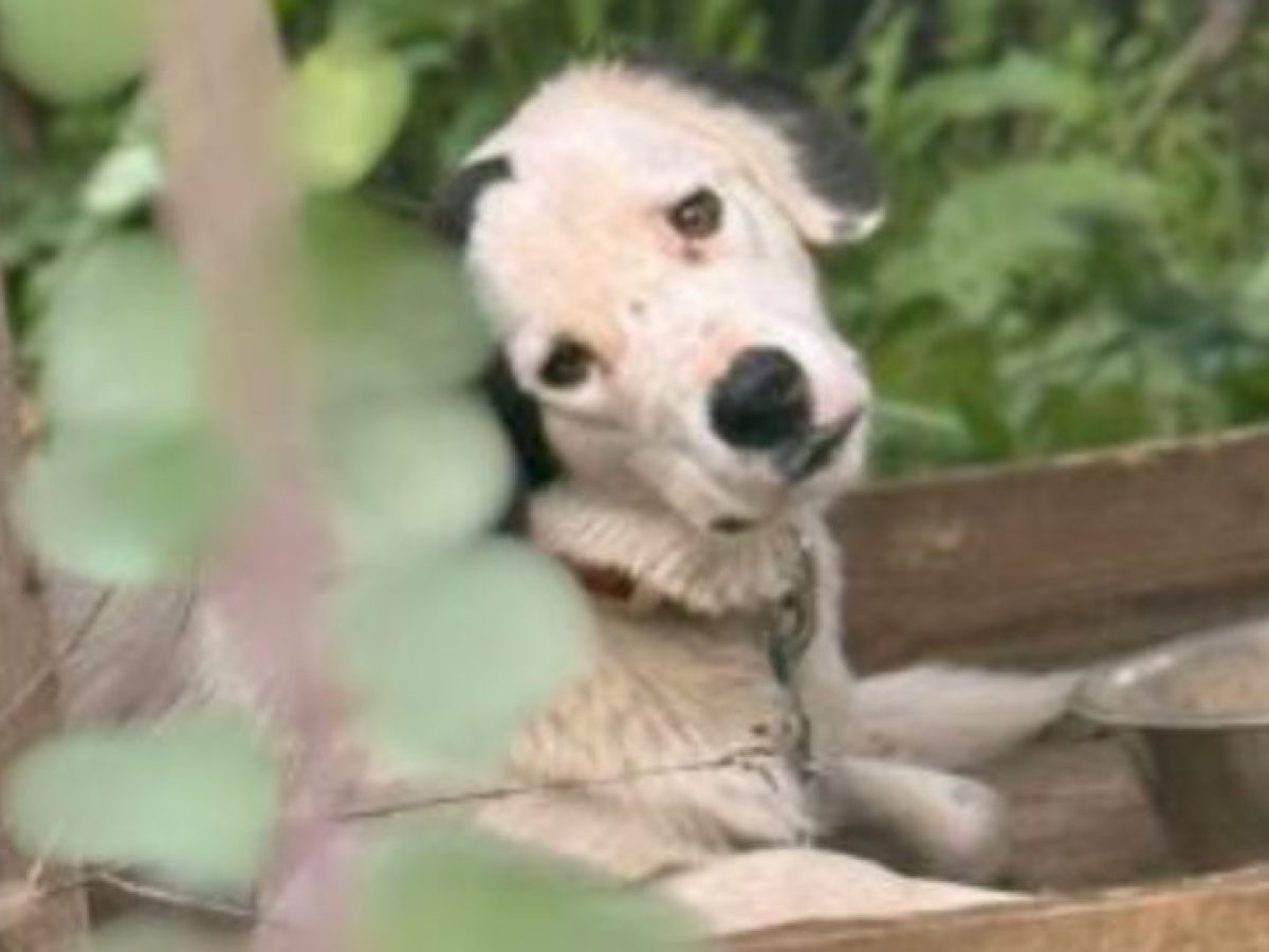 Νεότερα για δημοτικό καταφύγιο νταχάου – Ανδρίτσαινας Κρέστενων