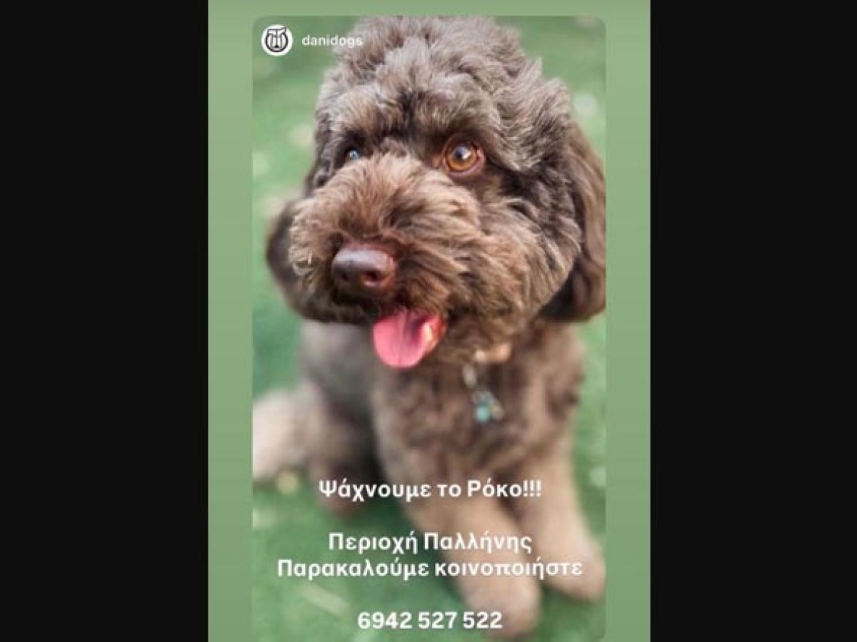 Ώρες αγωνίας στην Παλλήνη: Χάθηκε ο Ρόκο, ο πολύτιμος σύντροφος παιδιού που νοσεί