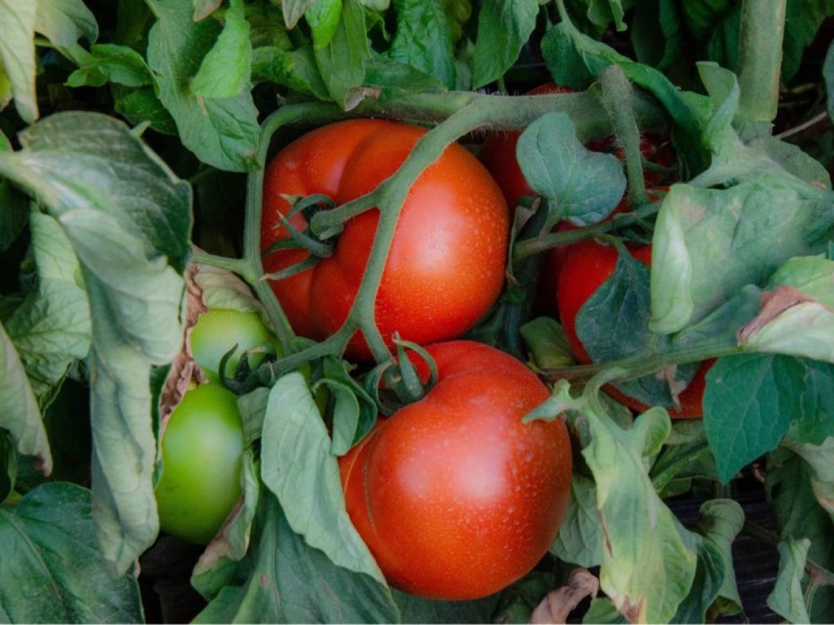 Παρέμβαση Ψυχογιού για τις μεγάλες ζημιές στην υπαίθρια καλοκαιρινή τομάτα της Ορεινής Κορινθίας