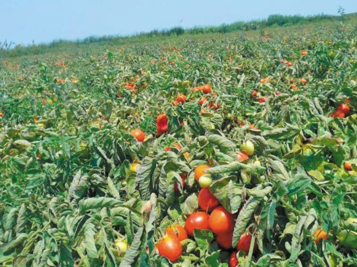 Παρέμβαση Ψυχογιού για τις μεγάλες ζημιές στην υπαίθρια καλοκαιρινή τομάτα της Ορεινής Κορινθίας