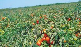 paremvasi-psichogiou-gia-tis-megales