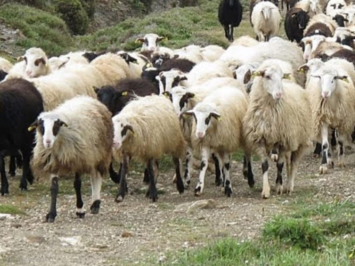 Περίπου στα 700 ανέρχονται τα αιγοπρόβατα που έχουν θανατωθεί στο Ν. Δράμας  Μιλάει στον «Π.Τ.» ο διευθυντής της Κτηνιατρικής Π.Ε. Δράμας κ. Παπαδούδης