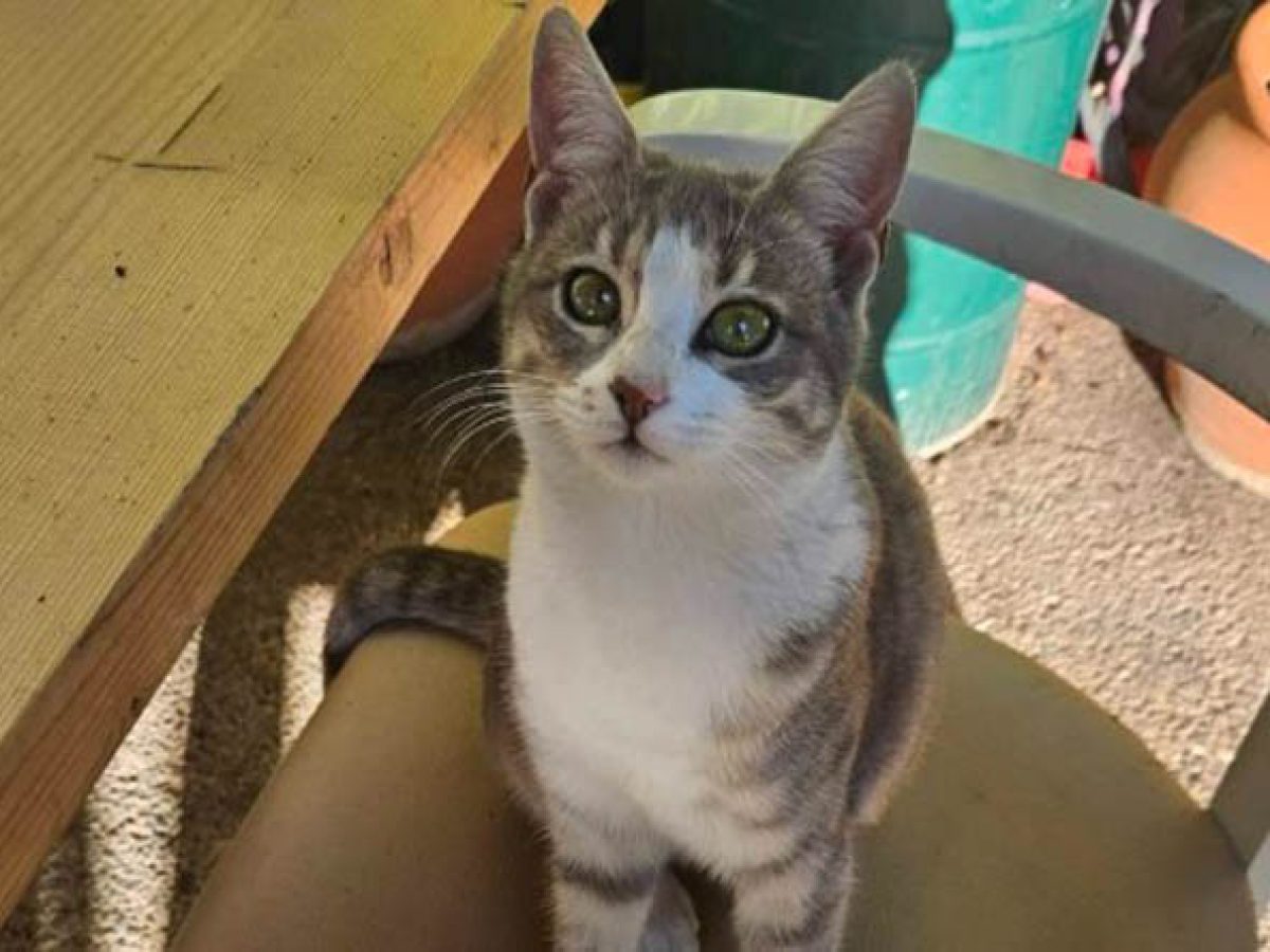 Πικέρμι: Λίλη – Η τρυφερή γατούλα που ψάχνει το παντοτινό της σπίτι