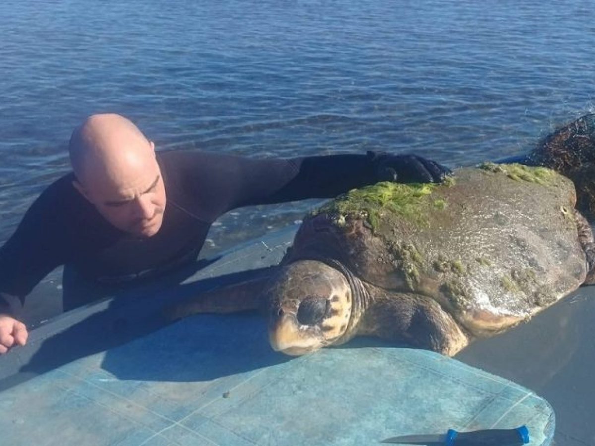 Πώς εθελοντές διέσωσαν θαλάσσια χελώνα στη λιμνοθάλασσα Μεσολογγίου-Αιτωλικού (φωτο-video)