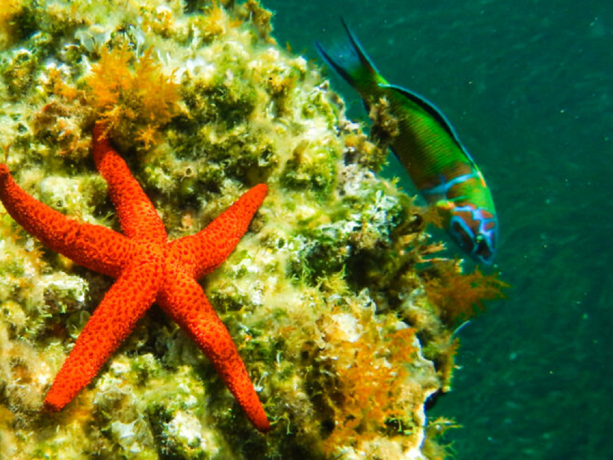 Πράσινο φως για τα θαλάσσια Πάρκα σε Ιόνιο και Αιγαίο