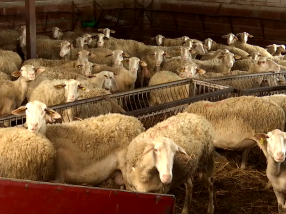 Σύλληψη τεσσάρων Βούλγαρων για παράνομη μεταφορά προβάτων