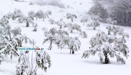 simvoules-dimou-trikkeon-ke-devΑt