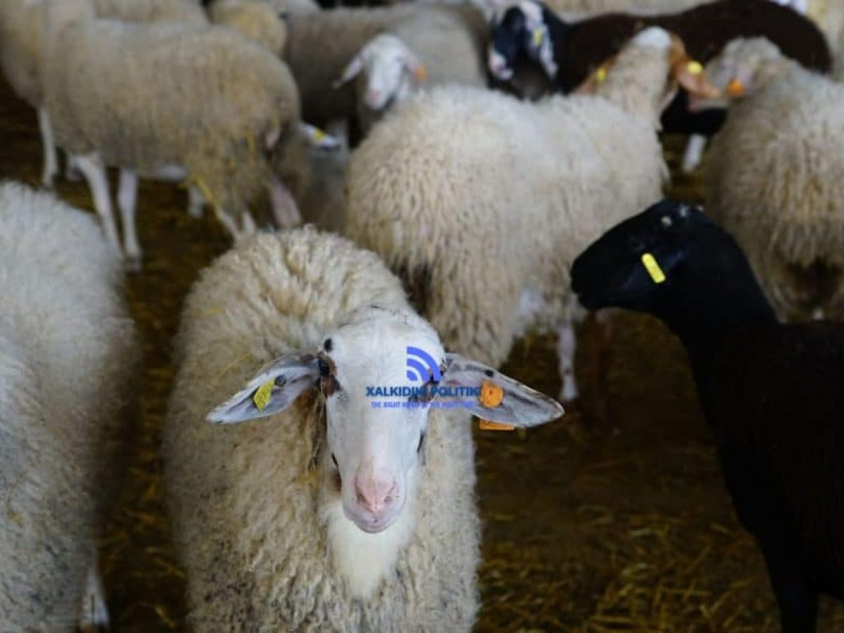 Συνελήφθη γυναίκα κτηνοτρόφος για «σπάσιμο» εγκλεισμού των αιγοπροβάτων