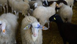 sinelifthi-gineka-ktinotrofos-gia-spasimo