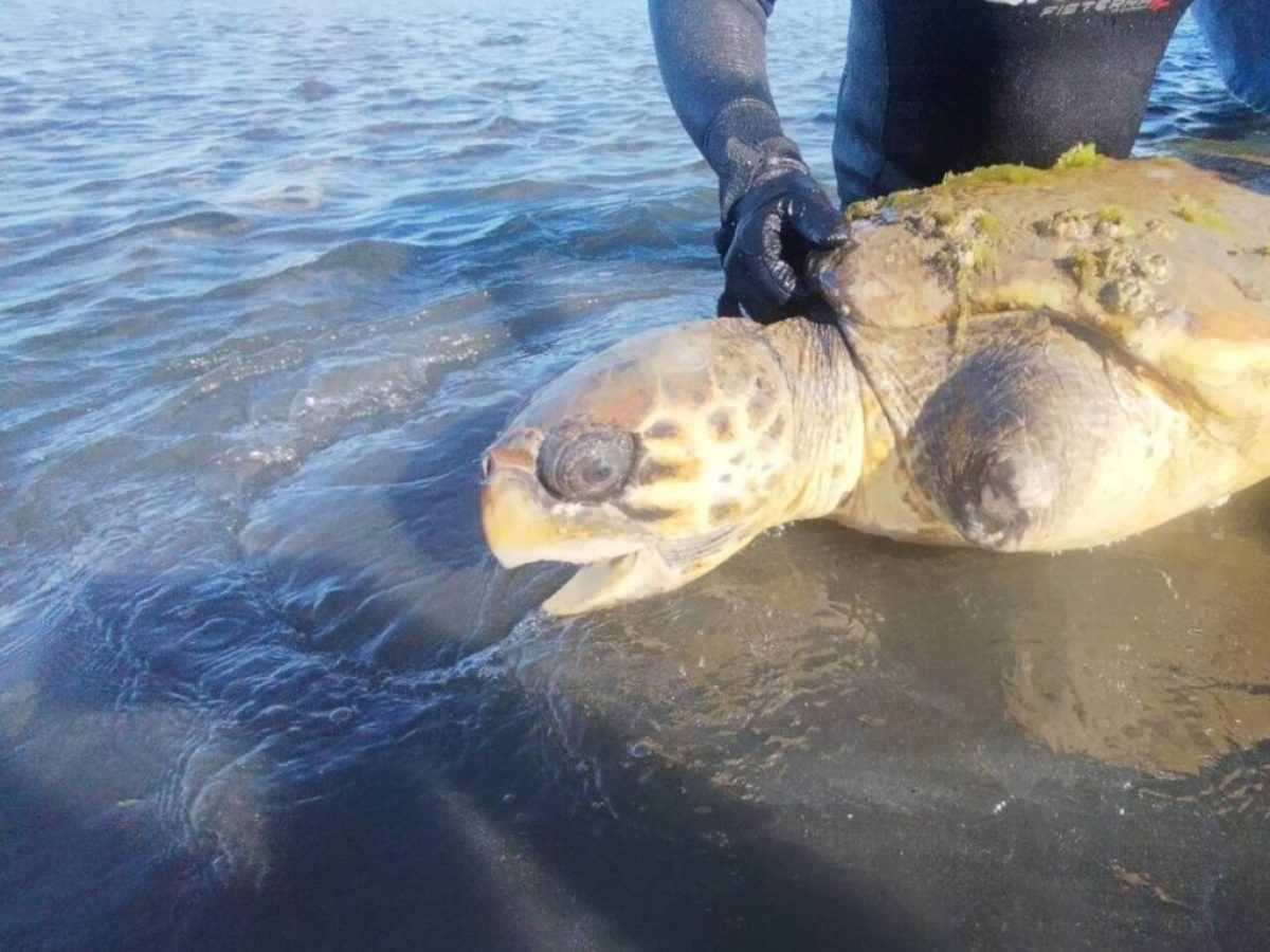 Σώθηκε θαλάσσια χελώνα caretta caretta στη λιμνοθάλασσα Μεσολογγίου – Αιτωλικού
