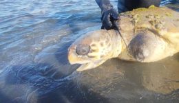 sothike-thalassia-chelona-caretta-caretta