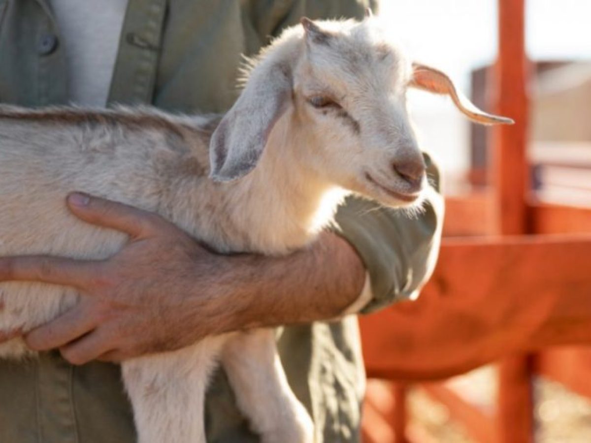 Στρατιωτικοί κτηνίατροι στη μάχη κατά της ευλογιάς των αιγοπροβάτων