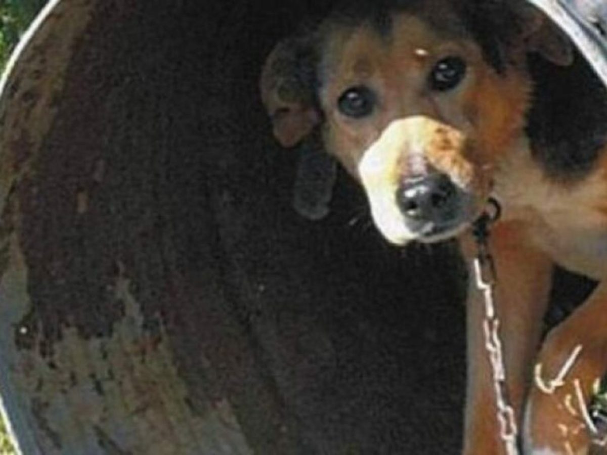 Ξάνθη: Σύλληψη άνδρα για μη τήρηση των κανόνων ευζωίας του σκύλου του